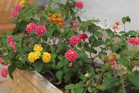 Apartamento para alugar com 55m², 2 quartos e 1 vagaFloreira