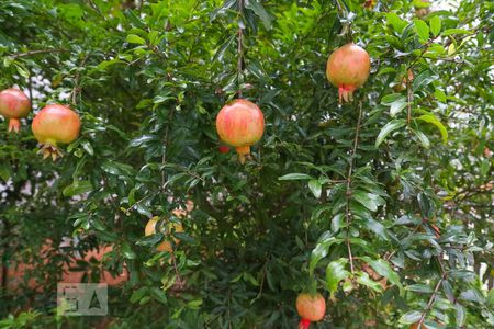 Casa à venda com 323m², 6 quartos e 3 vagas Casa à venda com 323m², 6 quartos e 3 vagasJardim