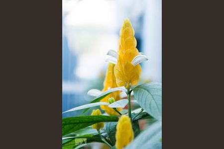 Casa para alugar com 354m², 3 quartos e 3 vagas Casa para alugar com 354m², 3 quartos e 3 vagasJardim