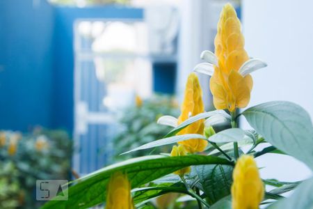 Casa para alugar com 354m², 3 quartos e 3 vagas Casa para alugar com 354m², 3 quartos e 3 vagasJardim