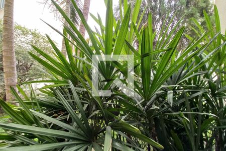Vista da Sala  de apartamento para alugar com 2 quartos, 8000m² em Jardim das Bandeiras, Campinas
