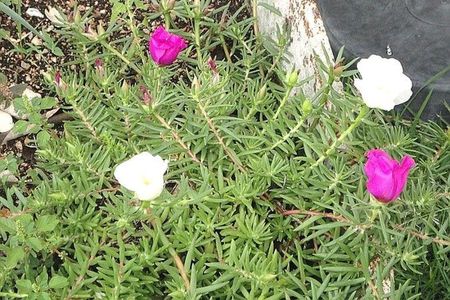 Casa de condomínio à venda com 350m², 4 quartos e 4 vagas