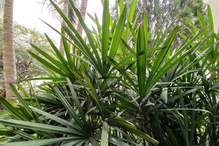Vista da Sala de apartamento para alugar com 2 quartos, 8000m² em Jardim das Bandeiras, Campinas